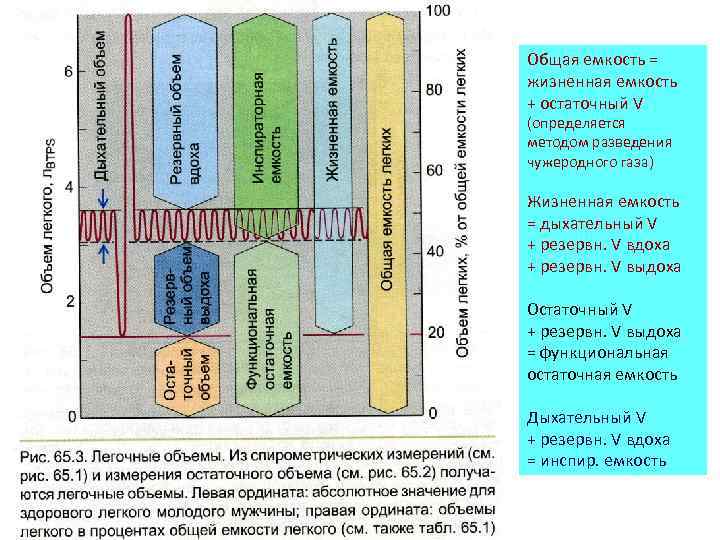 Общая емкость = жизненная емкость + остаточный V (определяется методом разведения чужеродного газа) Жизненная