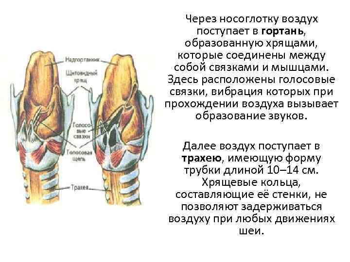   Через носоглотку воздух  поступает в гортань, образованную хрящами, которые соединены между