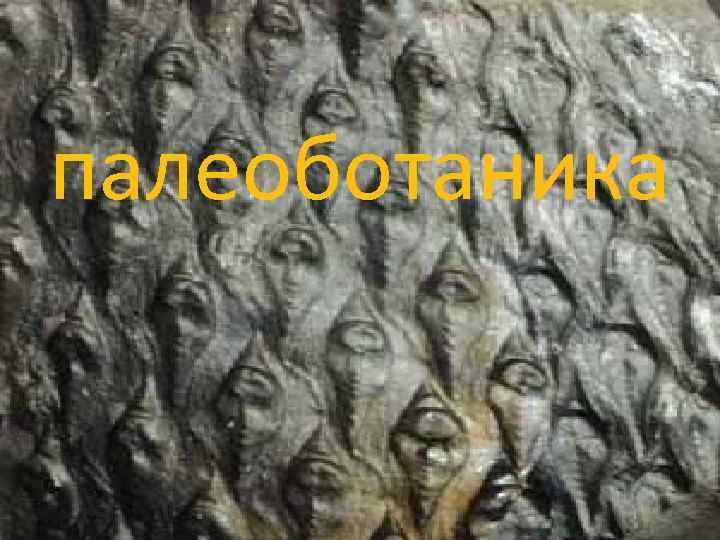 палеоботаника 