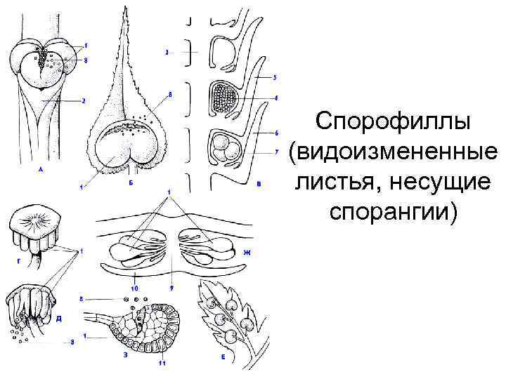  Спорофиллы (видоизмененные  листья, несущие спорангии) 