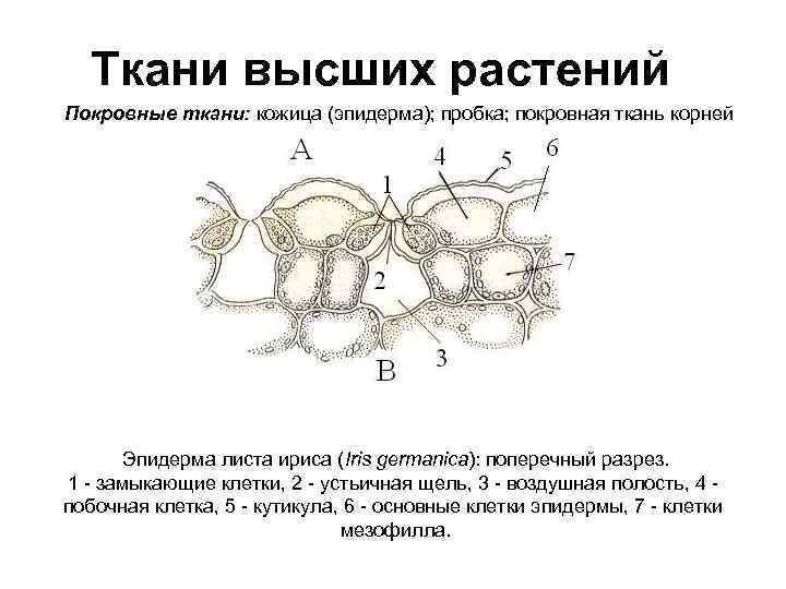 Покровная ткань листа это