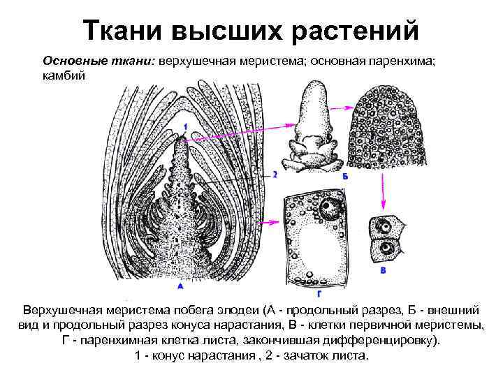 Продольный разрез верхушечной почки элодеи цветной рисунок