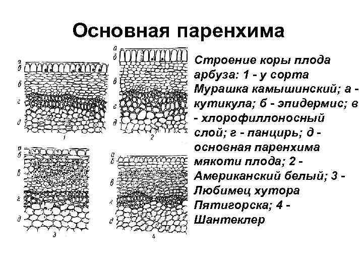 Основная паренхима  Строение коры плода  арбуза: 1 - у сорта  Мурашка