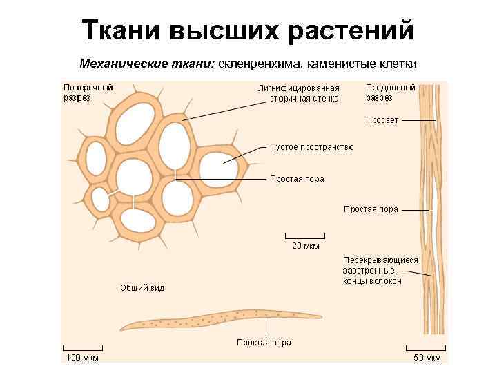 Ткани высших растений Механические ткани: скленренхима, каменистые клетки 