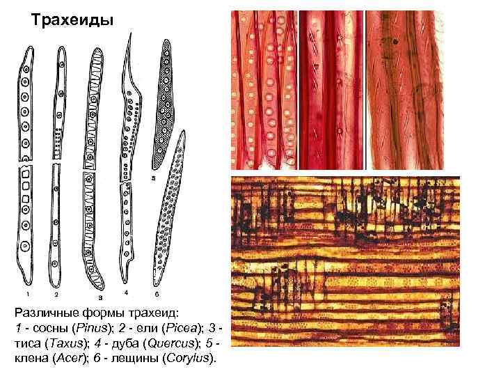  Трахеиды Различные формы трахеид: 1 - сосны (Pinus); 2 - ели (Picea); 3