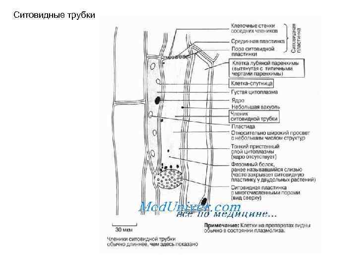 Ситовидные трубки 