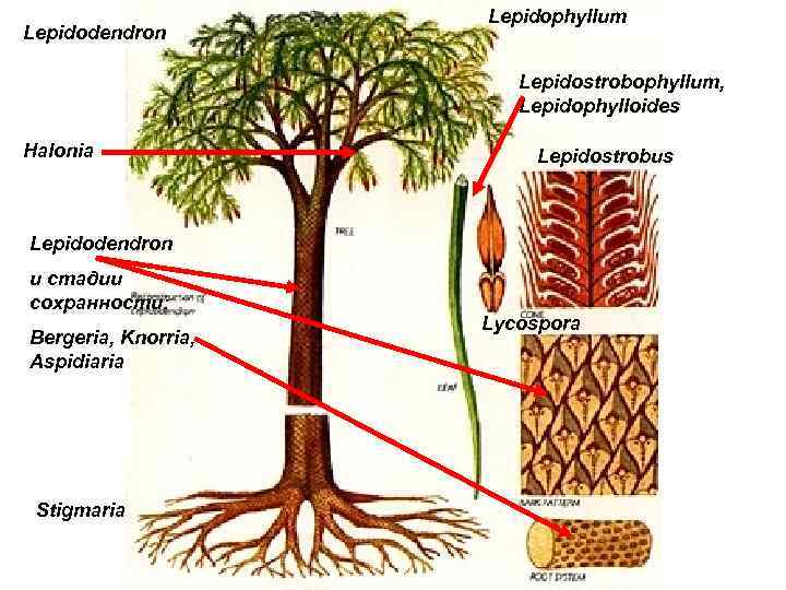      Lepidophyllum Lepidodendron      Lepidostrobophyllum, 