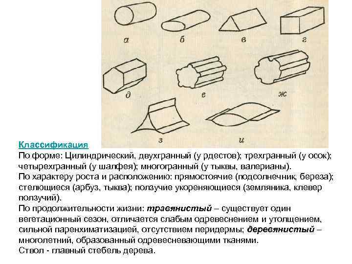Классификация По форме: Цилиндрический, двухгранный (у рдестов); трехгранный (у осок);  четырехгранный (у шалфея);