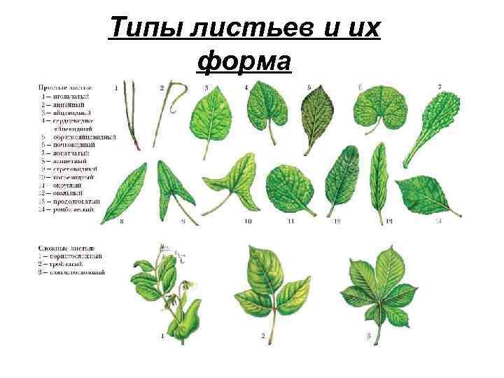 Типы листьев и их форма 