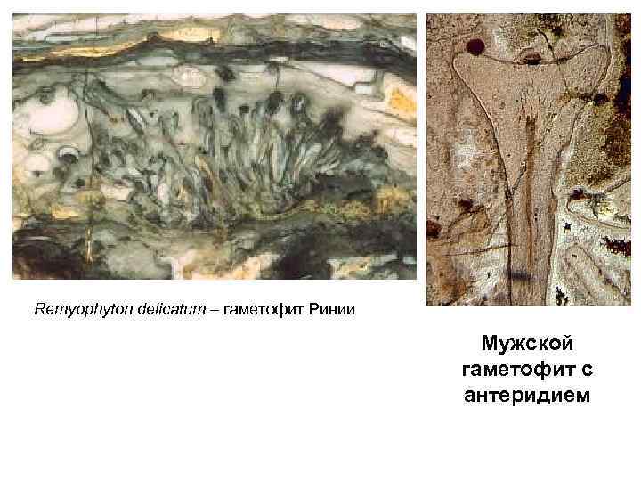 Remyophyton delicatum – гаметофит Ринии     Мужской    гаметофит