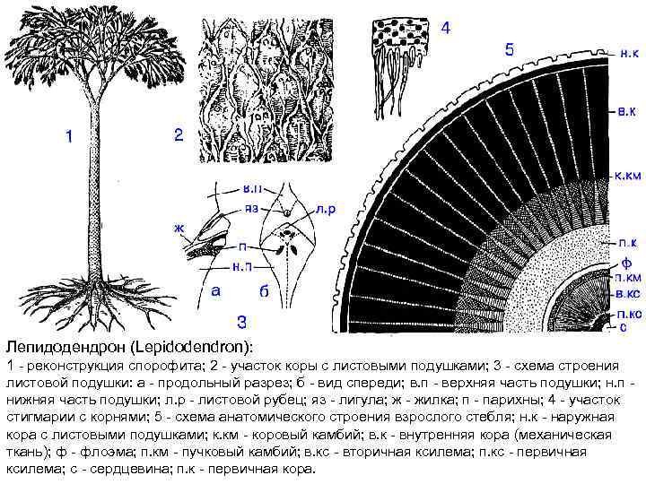 Лепидодендрон (Lepidodendron): 1 - реконструкция спорофита; 2 - участок коры с листовыми подушками; 3