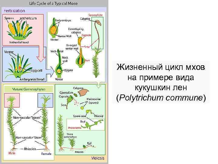 Жизненный цикл мхов на примере вида  кукушкин лен (Polytrichum commune) 