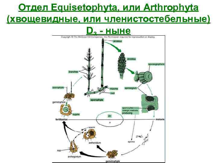   Отдел Equisetophyta, или Arthrophyta (хвощевидные, или членистостебельные)   D 3 -