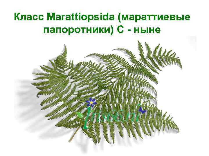 Класс Marattiopsida (мараттиевые  папоротники) С - ныне 