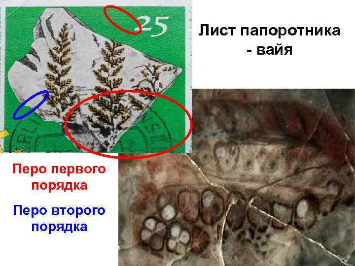     Лист папоротника    - вайя Перо первого 