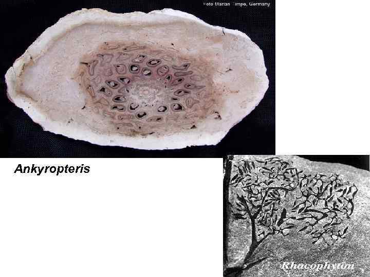 Ankyropteris 