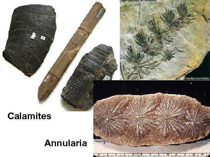 Calamites   Annularia 