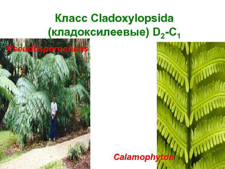    Класс Cladoxylopsida   (кладоксилеевые) D 2 -C 1 Pseudosporochnus 