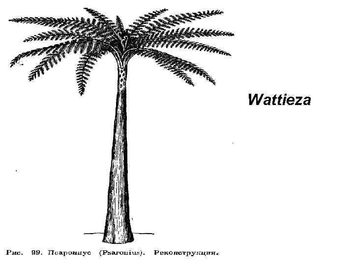 Wattieza 