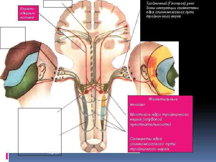     Таламус  Тройничный (Гассеров) узел  Корково   