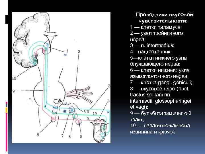 Общая чувствительность языка. Узлы блуждающего нерва. Лицевой нерв вкусовая чувствительность. Нижний узел блуждающего нерва. Иннервация надгортанника.