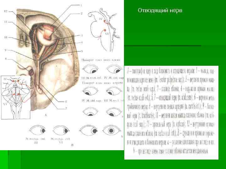 Отводящий нерв 