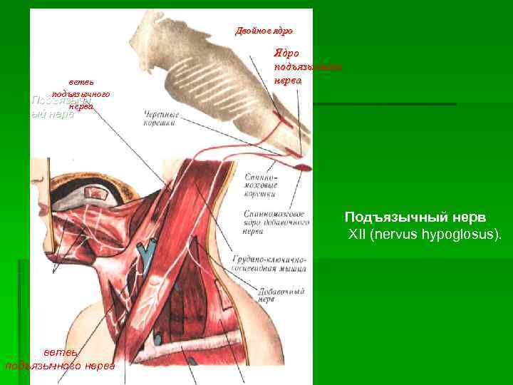      Двойное ядро      Ядро 