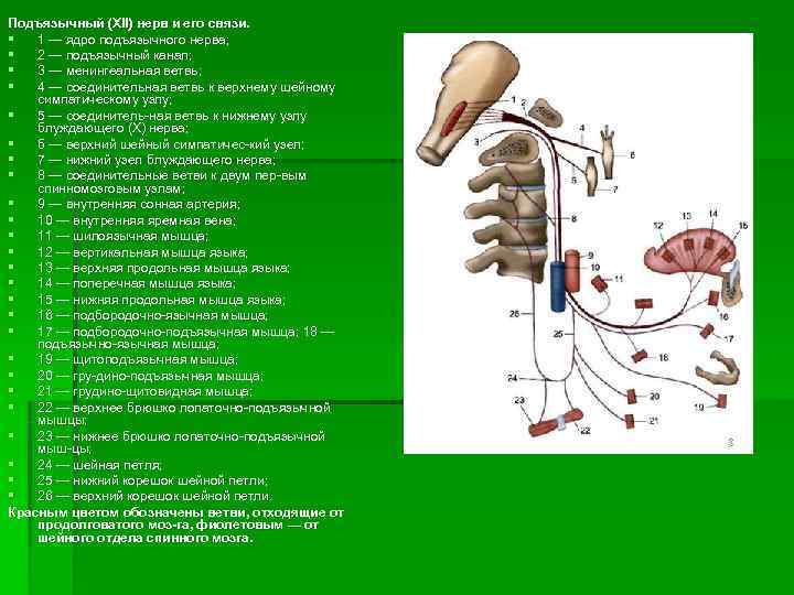 Подъязычный нерв схема