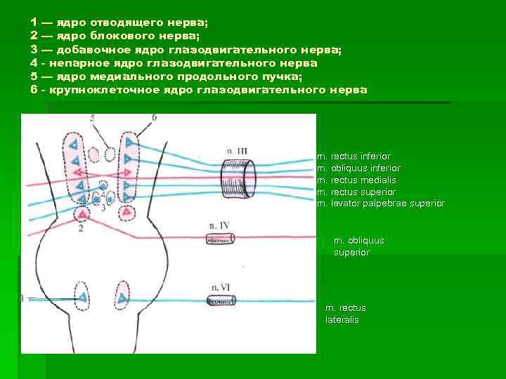 Ядра добавочного нерва