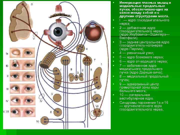 §  Иннервация глазных мышц и медиальные продольные пучки, обеспечиваю щие их связи между