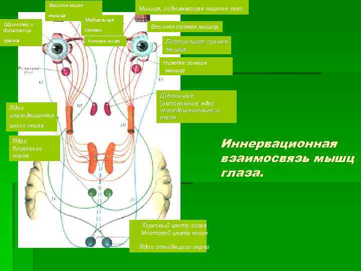      Мышца, поднимающая верхнее веко    Верхняя косая
