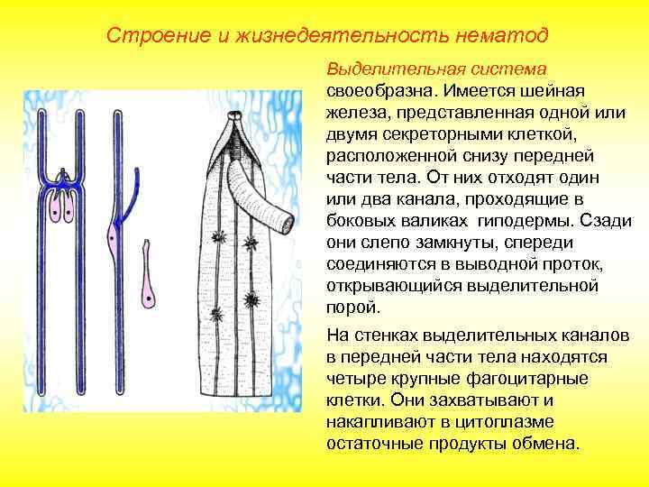 Строение и жизнедеятельность нематод   Выделительная система   своеобразна. Имеется шейная 