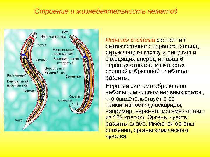 Строение и жизнедеятельность нематод     Нервная система состоит из  