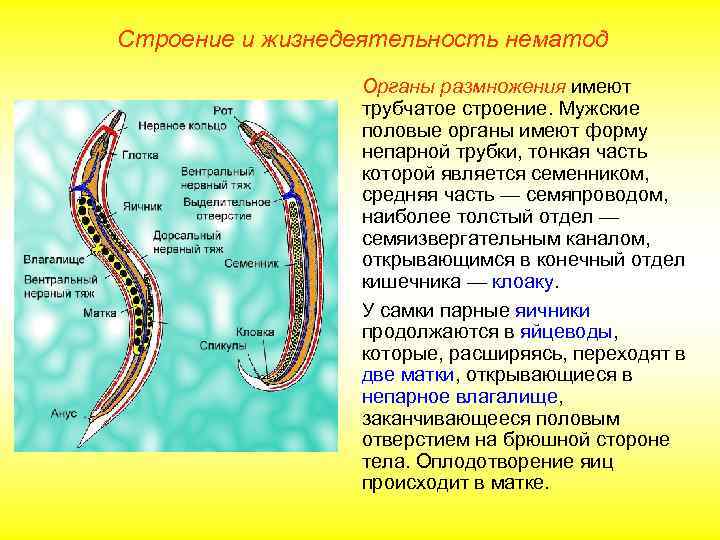 Строение и жизнедеятельность нематод   Органы размножения имеют   трубчатое строение. Мужские
