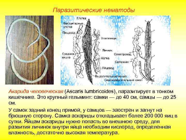    Паразитические нематоды Акарида человеческая (Ascaris lumbricoides), паразитирует в тонком кишечнике. Это