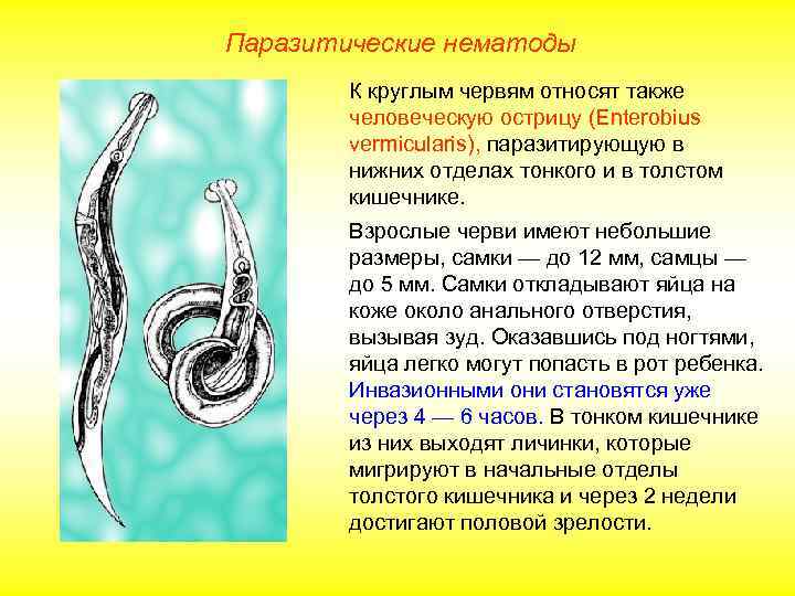 Паразитические нематоды   К круглым червям относят также   человеческую острицу (Enterobius