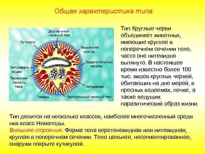     Общая характеристика типа    Тип Круглые черви 