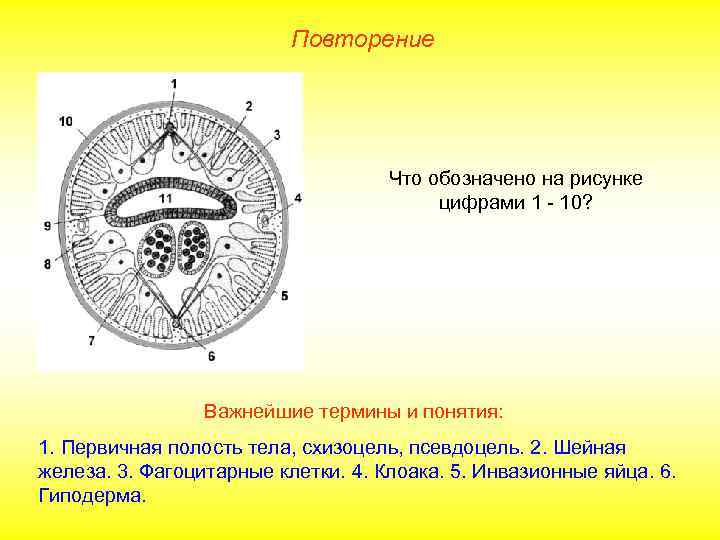      Повторение       Что обозначено