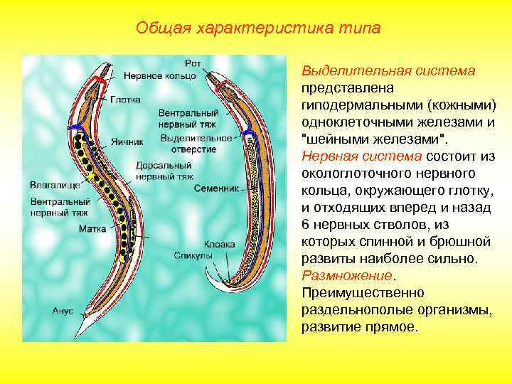 Общая характеристика типа   Выделительная система   представлена   гиподермальными (кожными)