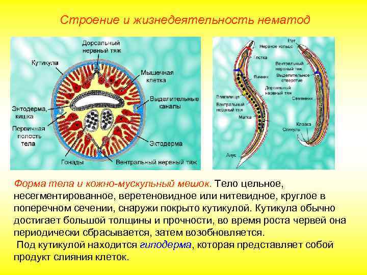   Строение и жизнедеятельность нематод Форма тела и кожно-мускульный мешок. Тело цельное, несегментированное,