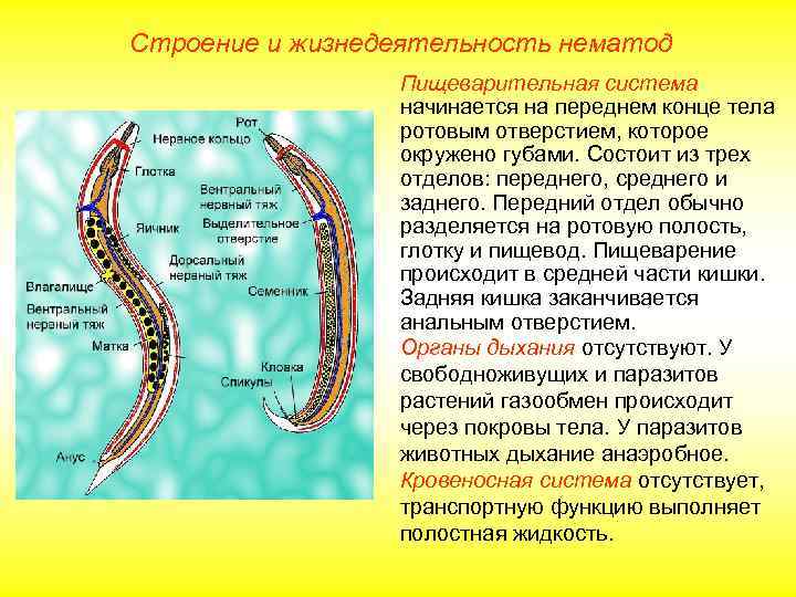 Строение и жизнедеятельность нематод   Пищеварительная система   начинается на переднем конце