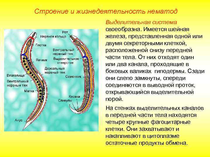 Строение и жизнедеятельность нематод   Выделительная система   своеобразна. Имеется шейная 