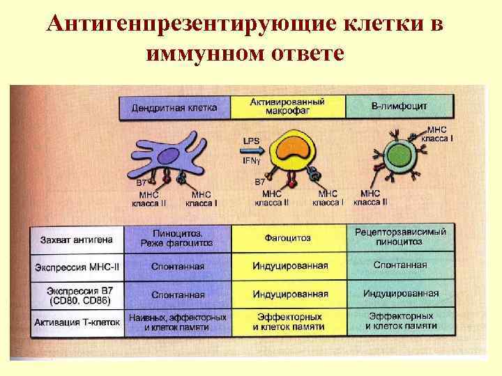 Антигенпрезентирующие клетки в  иммунном ответе 