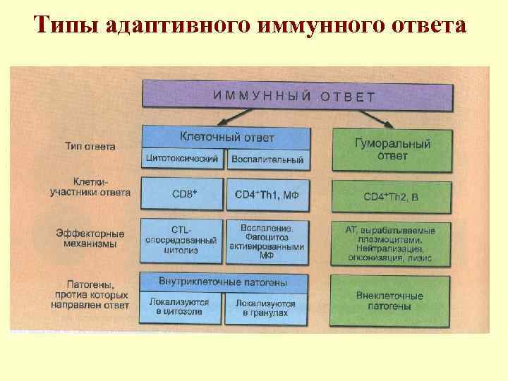 Типы адаптивного иммунного ответа 