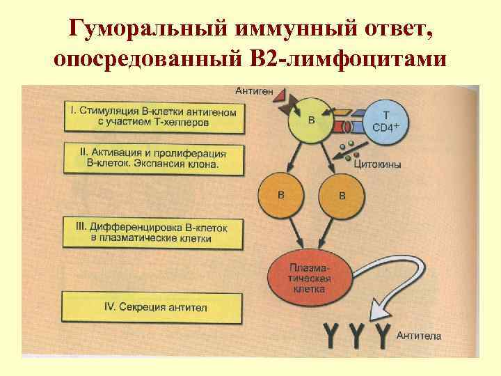 Схема гуморального иммунного ответа иммунология