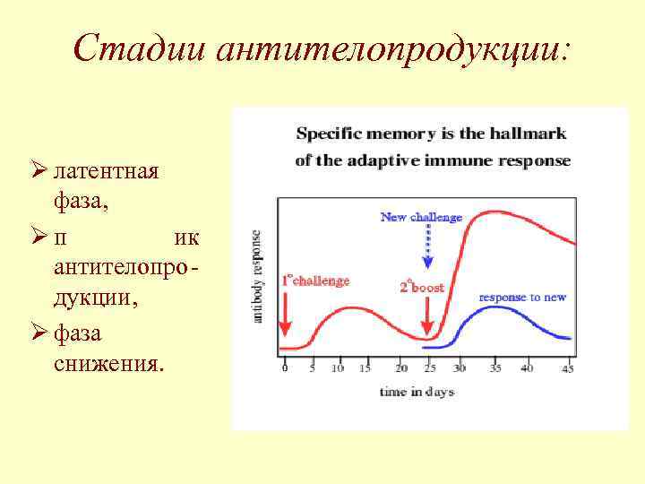   Стадии антителопродукции:  Ø латентная  фаза, Øп   ик 