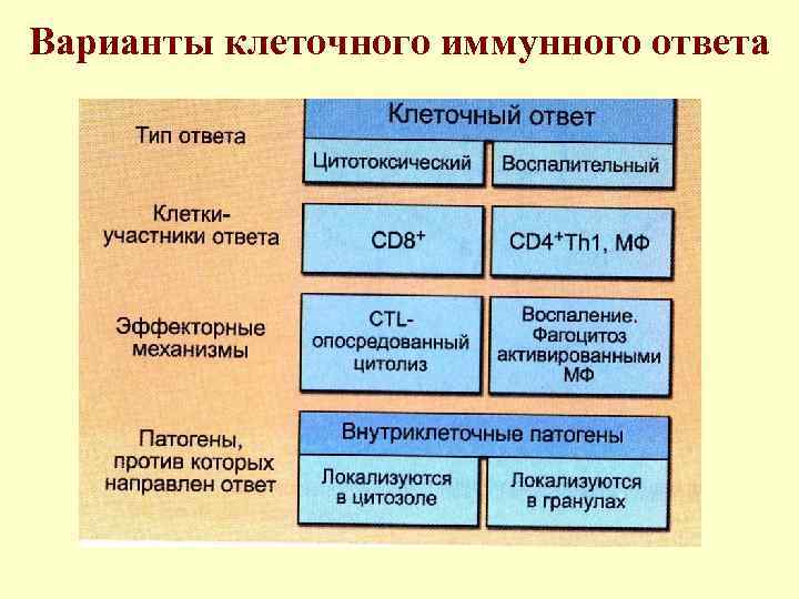 Варианты клеточного иммунного ответа 