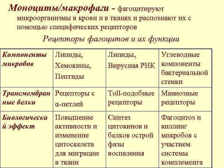  Моноциты/макрофаги - фагоцитируют  микроорганизмы в крови и в тканях и распознают их