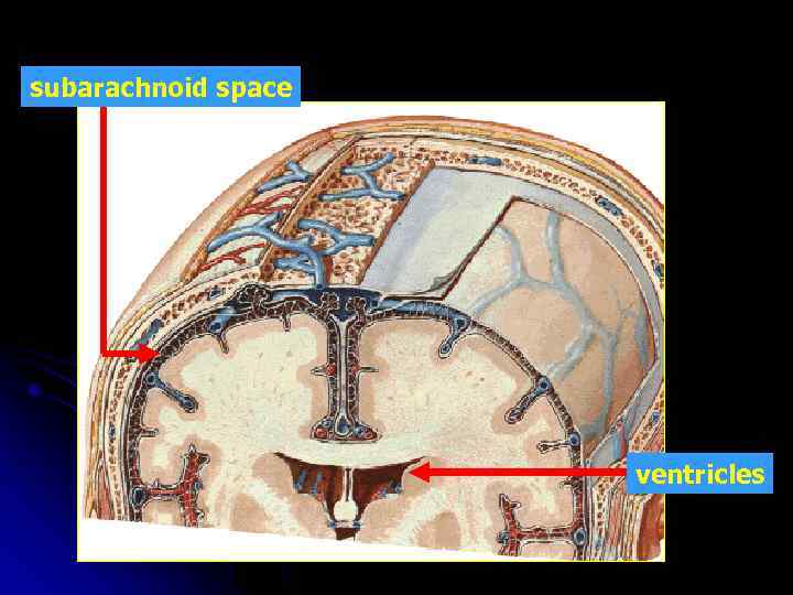 subarachnoid space ventricles 