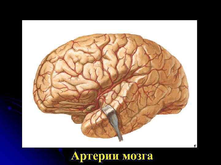 Артерии мозга 